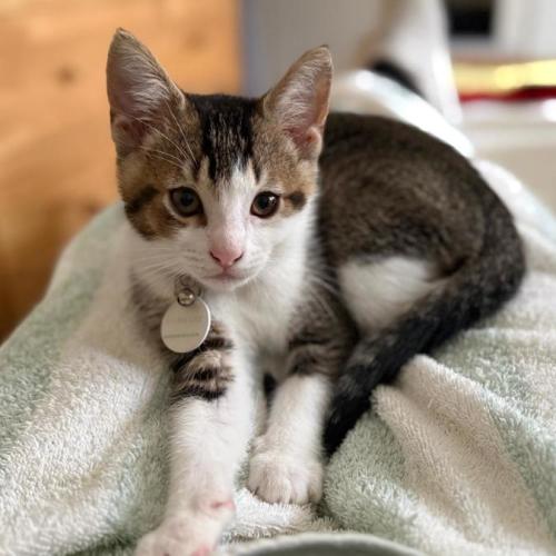 Freddie - Domestic Short Hair (DSH) Cat