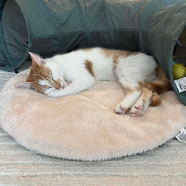 Photo of Apricot 🧡