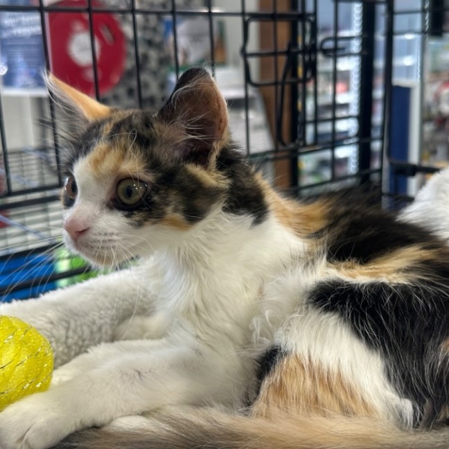 Photo of Cleo 🥰🧶🌸