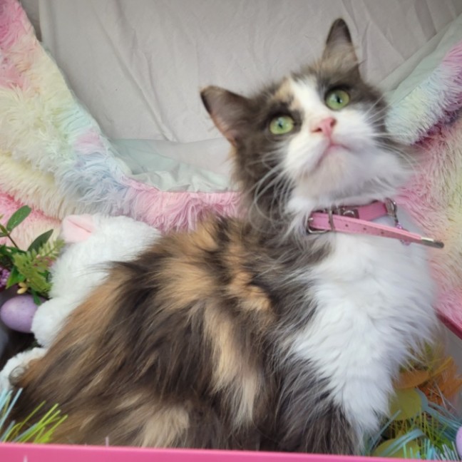 Photo of Stacey 🦄