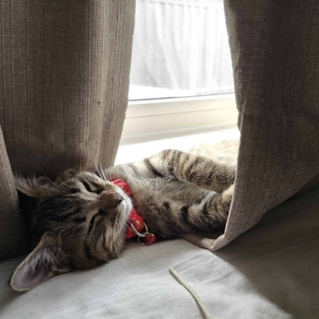 Photo of Paprika