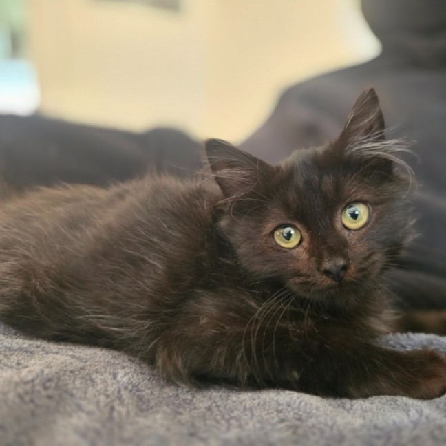 Photo of Meowcolm 