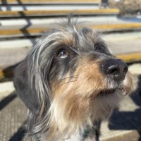 Photo of Scruffy