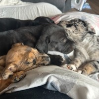 Photo of ⚡ Potter's Pals Litter ⚡ 