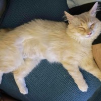 Photo of Alfie