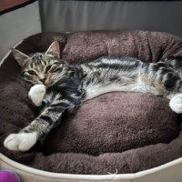 Photo of Mystery ** 2nd Chance Cat Rescue**