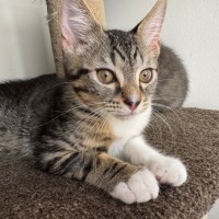 Photo of Peanut