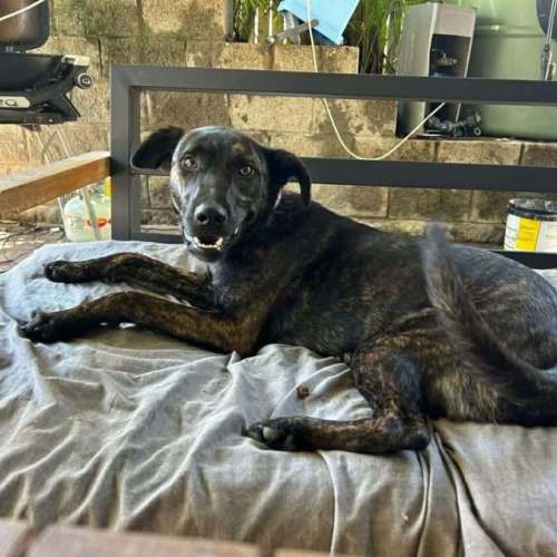 Lola - Dutch Shepherd x Australian Kelpie Dog