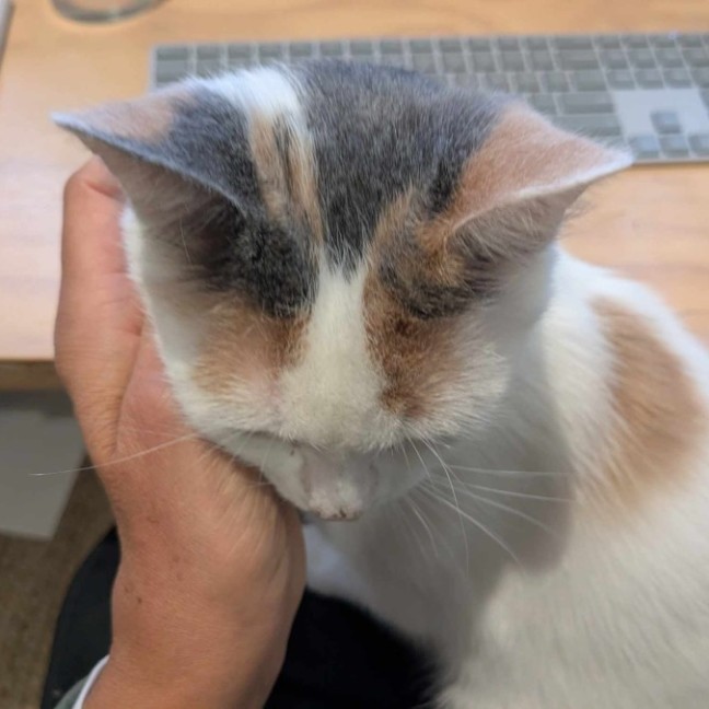 Photo of Lollipop   Child, Dog & Cat Friendly