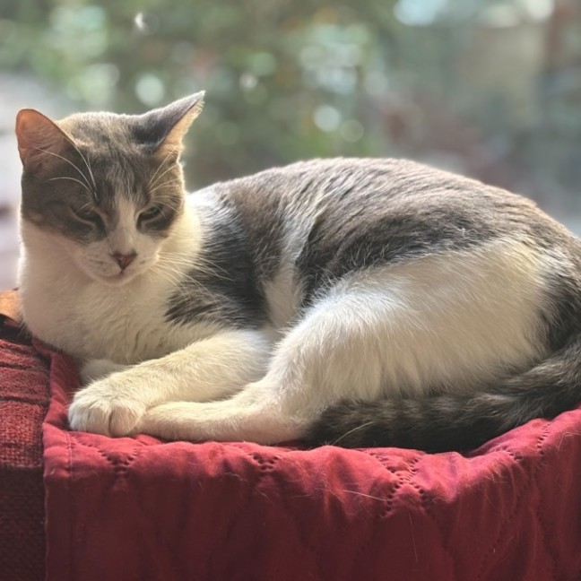 Photo of Bowie