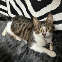 Photo of Albion