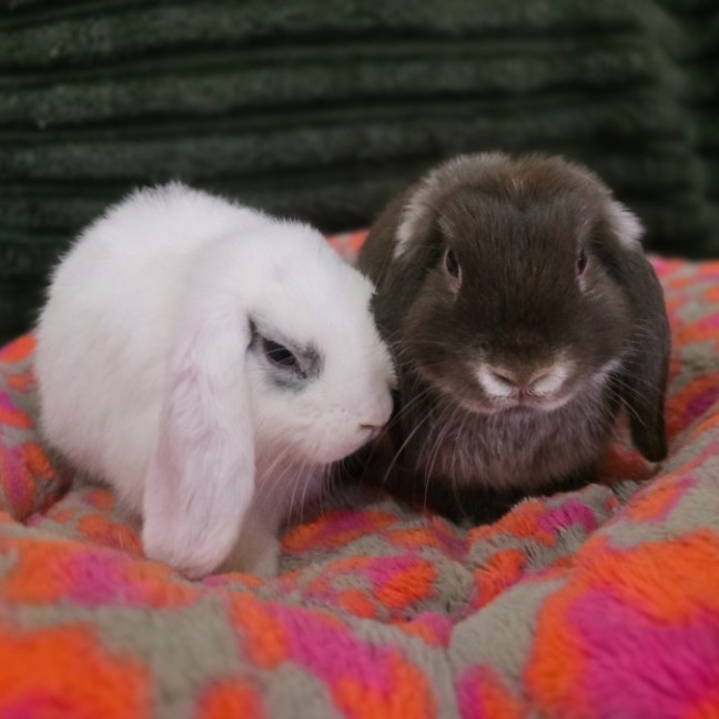 Photo of 🐰Fin & Zephyr🐰 (Located In Wantirna South)