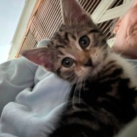 Photo of Willow