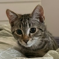 Photo of Tigre