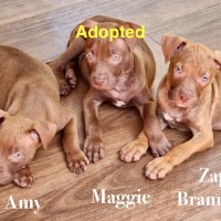 Photo of Futurama Pups