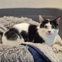 Photo of June**2nd Chane Cat Rescue**