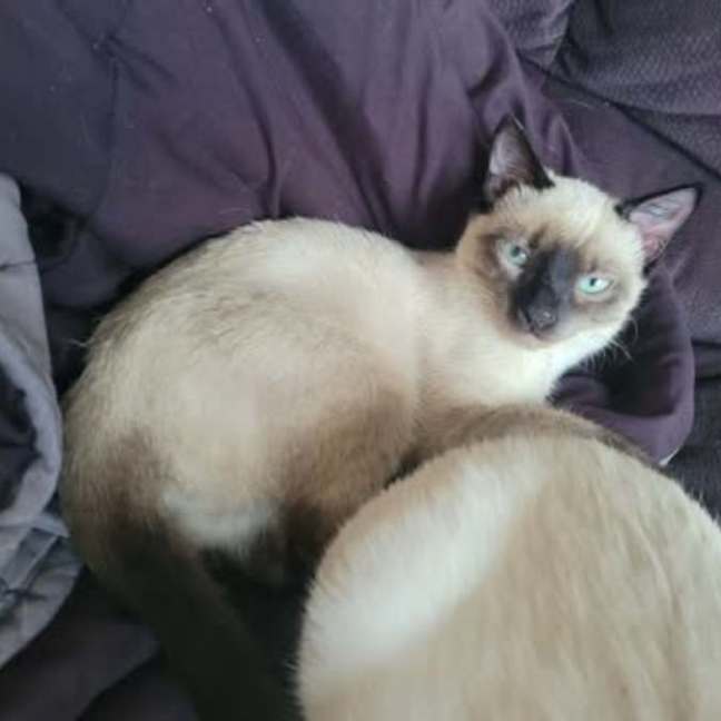 Photo of Cookie