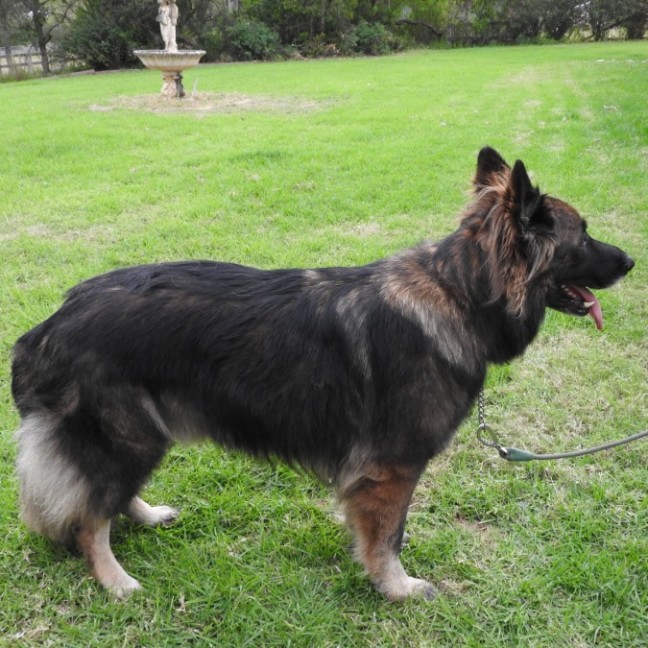 Photo of Wolfe