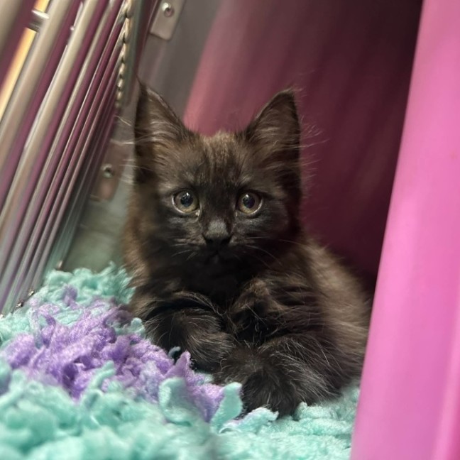 Photo of Licorice