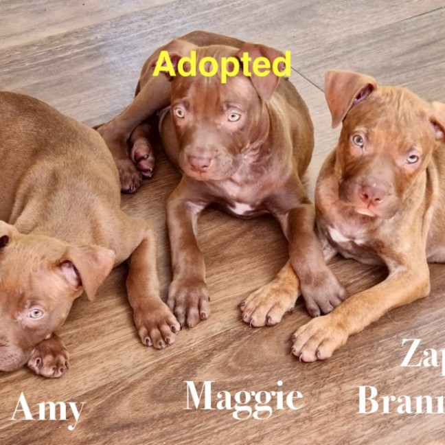 Photo of Futurama Pups