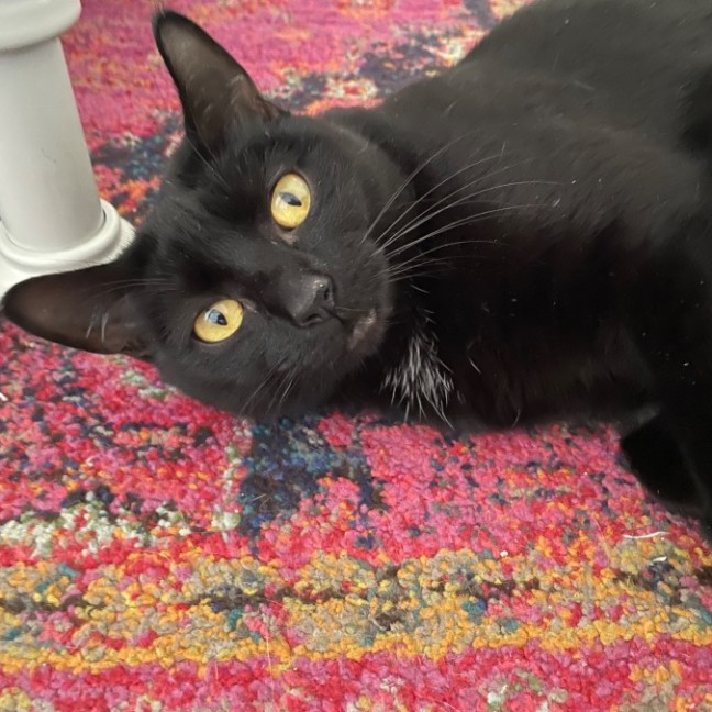 Photo of Winston And Nocturnal 