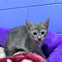 Photo of Pippin
