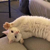 Photo of 🩵🤍Indiana Jones🤍🩵