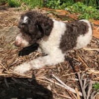 Photo of Rupert
