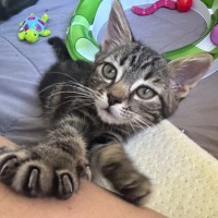 Photo of Nightfury And Horizon 