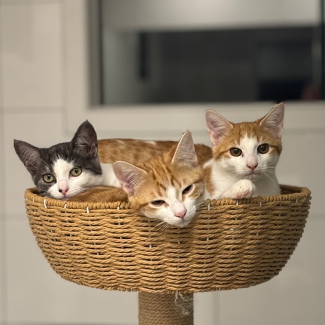 Photo of 🧡Arisaka🧡