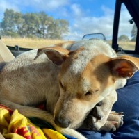 Photo of Pokey