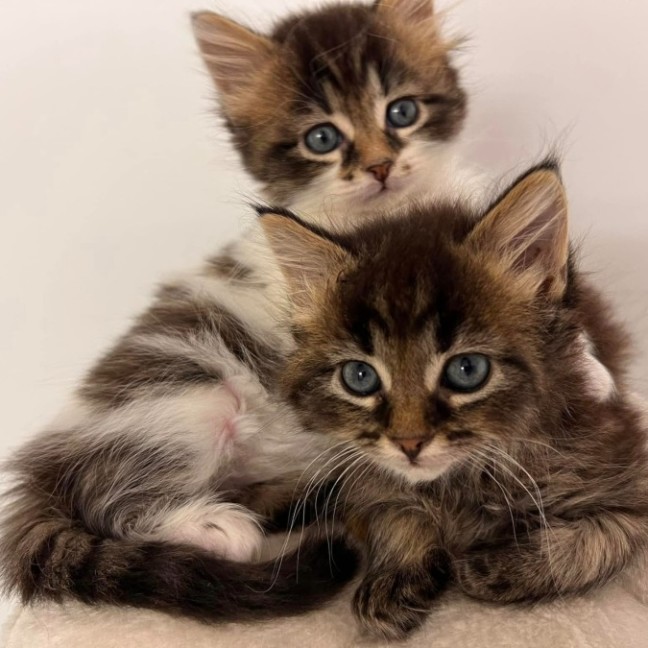 Photo of Christian And Dior