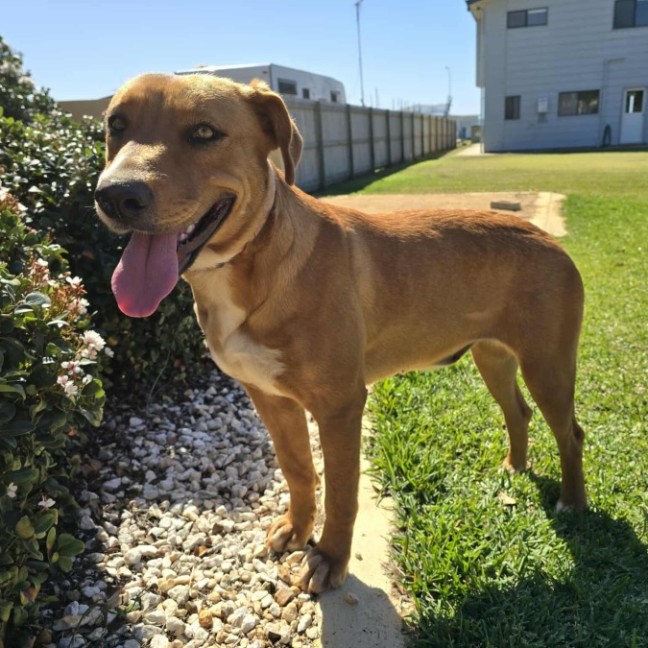 Photo of Honey