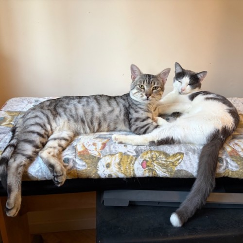 Mikey and Bob - Domestic Short Hair (DSH) Cat