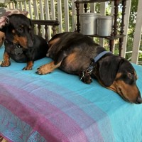 Photo of Jemma And Hunter Bonded Pair
