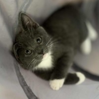 Photo of 💜 Kirby 💜