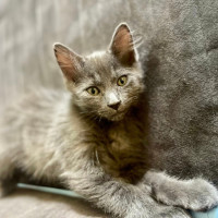 Photo of Frey