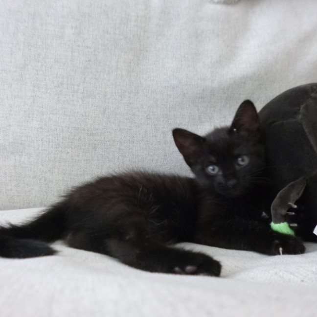 Photo of Inspector Mouse