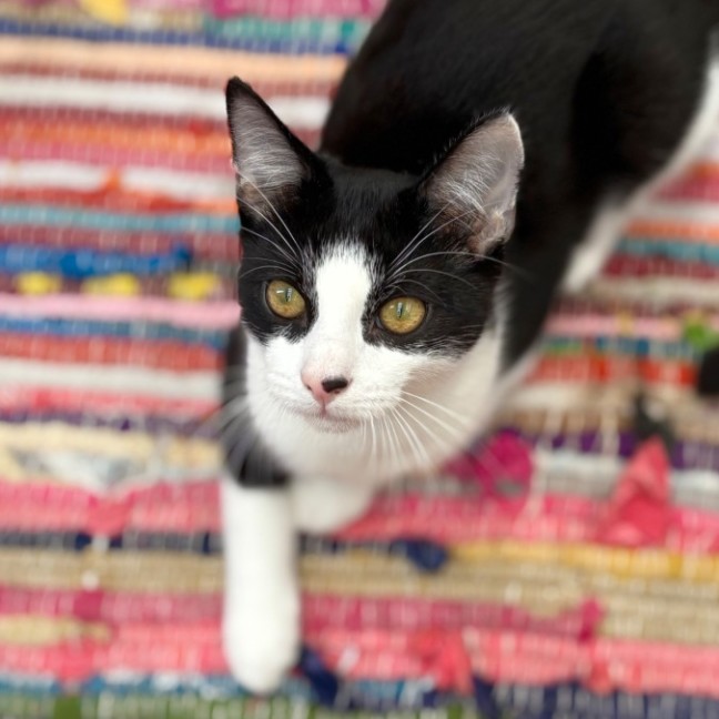 Photo of 💚 Spock 💚