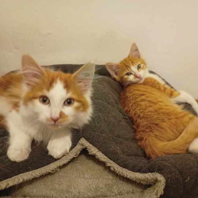 Photo of Lankey & Donkey Kong 