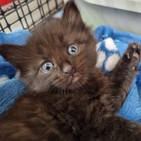 Photo of Shelby
