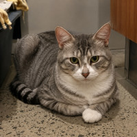 Photo of Novi