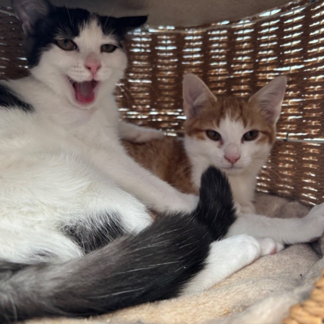 Photo of 🧡Arisaka🧡