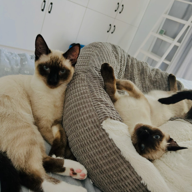 Photo of Phineas And Feb