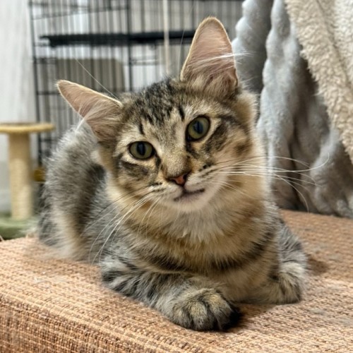 Chilli - Domestic Medium Hair (DMH) Cat