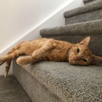 Photo of Thomas *9 Lives Project Rescue*