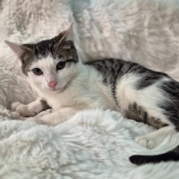 Photo of Kobi