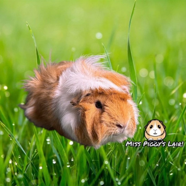 Photo of Apricot