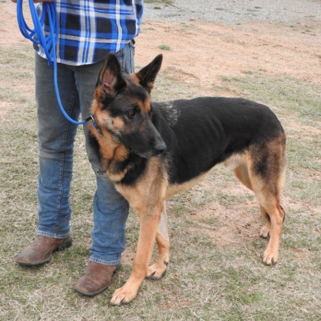 Photo of Bluey