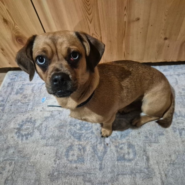 Photo of Pixie